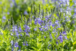 veronica austr. 'royal blue' P9 - afbeelding 5