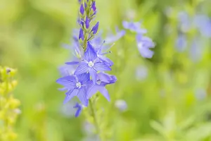 veronica austr. 'royal blue' P9 - afbeelding 3
