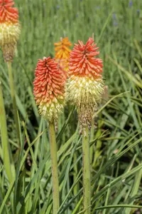 kniphofia hybr. 'royal castle' P9