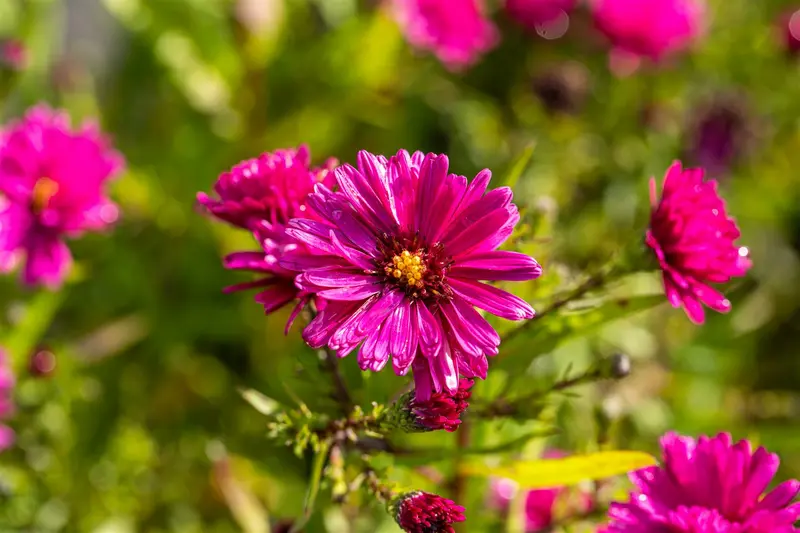 aster n.-b. 'royal ruby' P9 - afbeelding 1