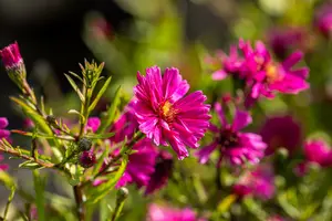 aster n.-b. 'royal ruby' P9 - afbeelding 2