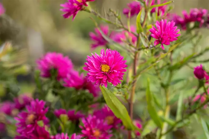 aster n.-b. 'royal ruby' P9 - afbeelding 3