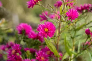 aster n.-b. 'royal ruby' P9 - afbeelding 3