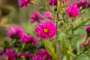 aster n.-b. 'royal ruby' P9 - afbeelding 4