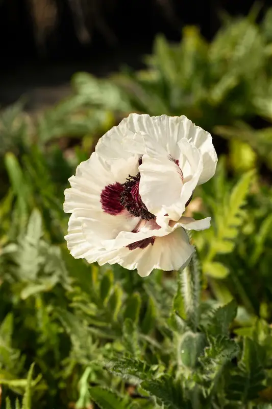 papaver or. 'royal wedding' P9 - afbeelding 5