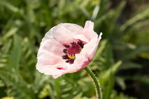 papaver or. 'royal wedding' P9 - afbeelding 1