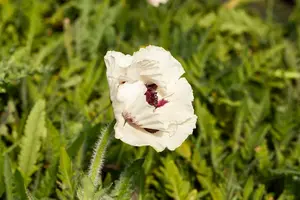 papaver or. 'royal wedding' P9 - afbeelding 2
