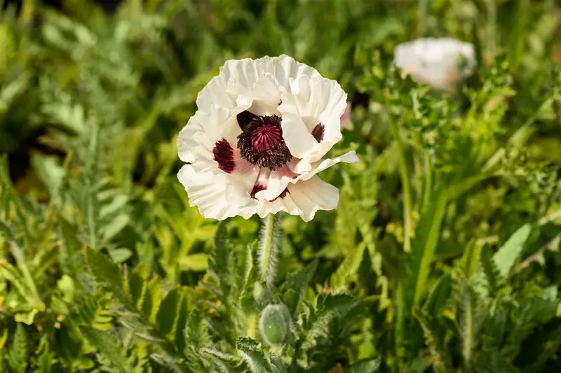 papaver or. 'royal wedding' P9 - afbeelding 4