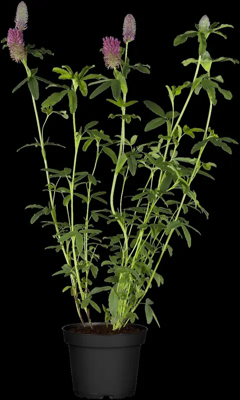 trifolium rubens P9