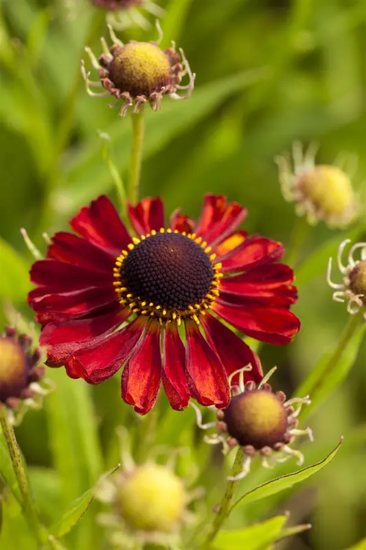 helenium hybr. 'rubinzwerg' P9 - afbeelding 1