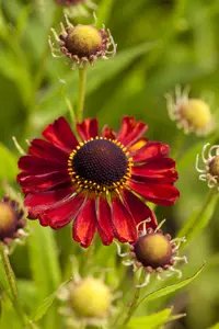 helenium hybr. 'rubinzwerg' P9 - afbeelding 3
