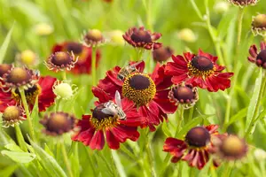helenium hybr. 'rubinzwerg' P9 - afbeelding 2