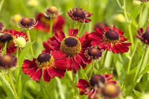 helenium hybr. 'rubinzwerg' P9 - afbeelding 3