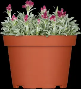 antennaria dioica 'rubra' P9 - afbeelding 2
