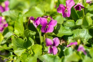 viola sor. 'rubra' P9 - afbeelding 5