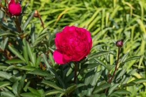 paeonia off. 'rubra plena' C1 - afbeelding 3