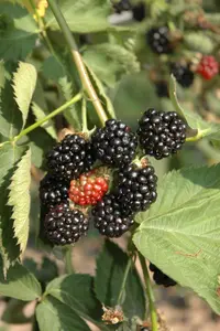 Rubus frut. 'Black Satin' STRUIK C