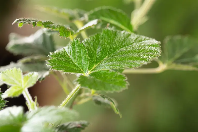 Rubus frut. 'Loch Ness' ( 'nessie') 100-125   C4 - afbeelding 2
