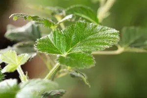 Rubus frut. 'Loch Ness' ( 'nessie') STRUIK C - afbeelding 2