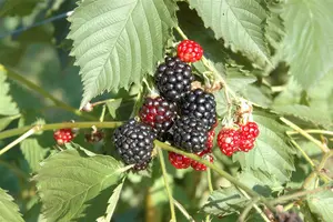 Rubus frut. 'Navaho' STRUIK   C