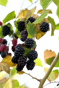 rubus fruticosus (30- 50cm) - afbeelding 4