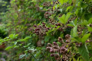 rubus fruticosus (30- 50cm) - afbeelding 2