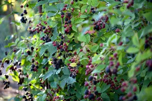 rubus fruticosus (30- 50cm) - afbeelding 3