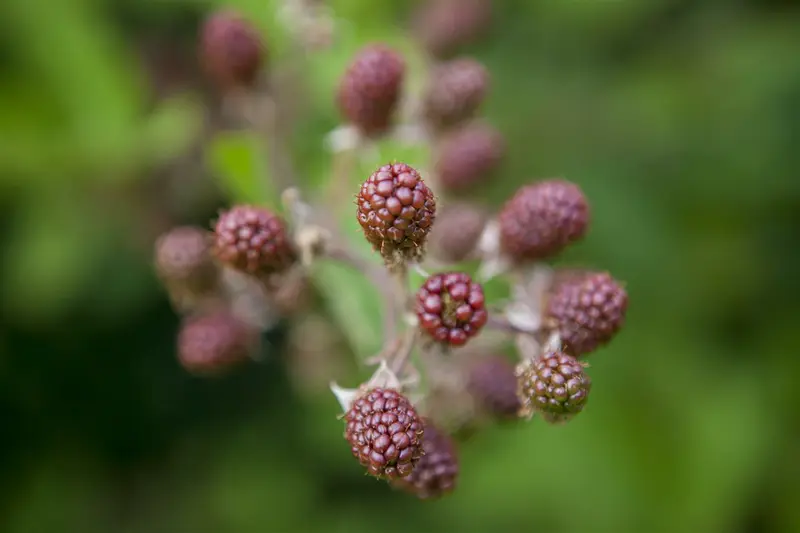 rubus fruticosus (30- 50cm) - afbeelding 5