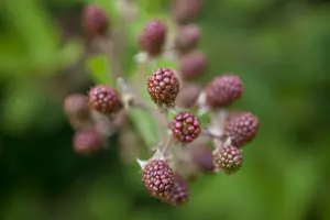 rubus fruticosus (30- 50cm) - afbeelding 5