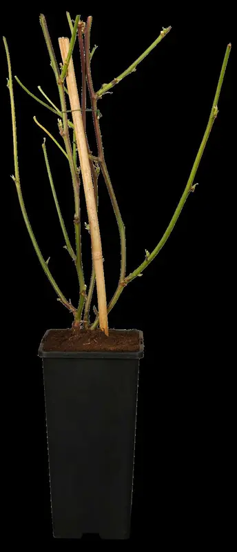 rubus fruticosus (30- 50cm) - afbeelding 1