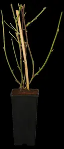 rubus fruticosus (30- 50cm) - afbeelding 5