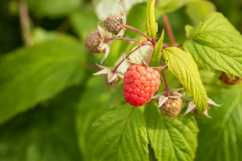 rubus id. 'autumn bliss' - afbeelding 3