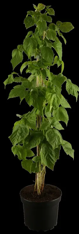 rubus id. 'autumn bliss' - afbeelding 1