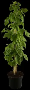 rubus id. 'autumn bliss' - afbeelding 1
