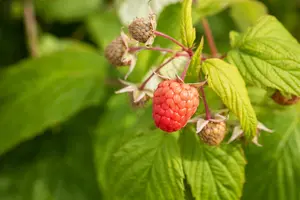 Rubus id. 'Black Jewel' 100-125   C4