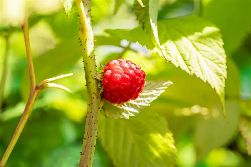 Rubus id. 'Glen Ample' STRUIK C - afbeelding 2
