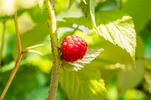 Rubus id. 'Glen Ample' STRUIK C - afbeelding 2