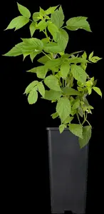 rubus id. 'heritage' - afbeelding 1