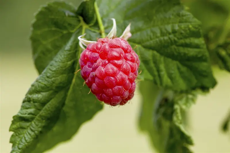 rubus id. 'malling promise' - afbeelding 2