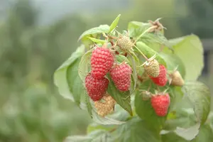 rubus id. 'schönemann' struik   c - afbeelding 2