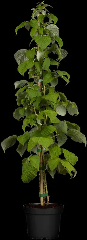 rubus id. 'schönemann' struik   c - afbeelding 1