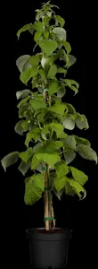 rubus id. 'schönemann' struik   c - afbeelding 1