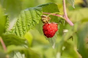 rubus id. 'zefa herbsternte' - afbeelding 2