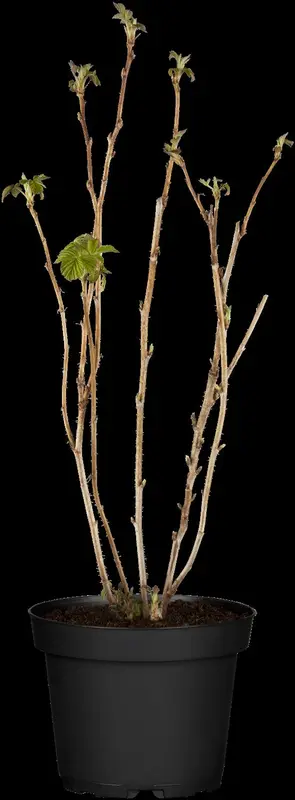 rubus id. 'zefa herbsternte' - afbeelding 1