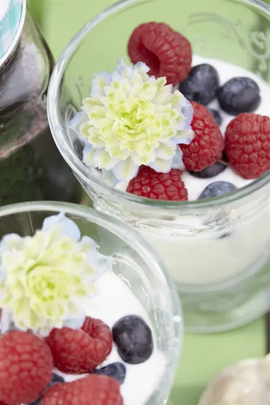 Rubus idaeus C5 MIX - afbeelding 3