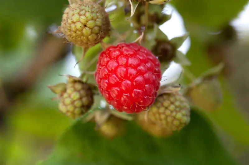 Rubus idaeus C5 MIX - afbeelding 1