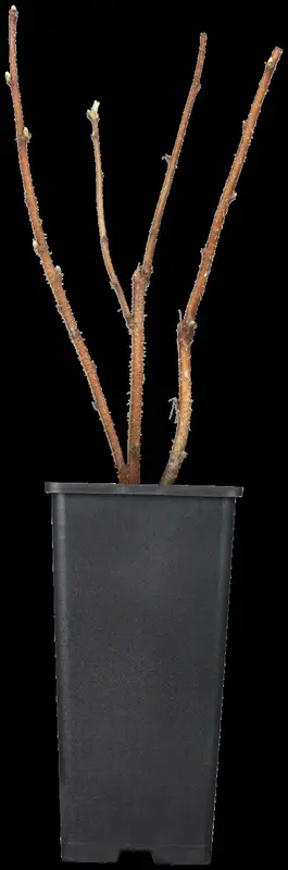 Rubus id. 'Heritage' STRUIK   C - afbeelding 2