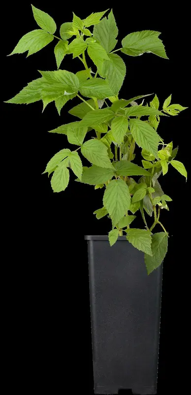 Rubus id. 'Heritage' STRUIK   C - afbeelding 1