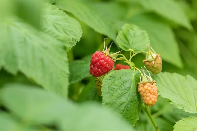Rubus id. 'Tulameen' STRUIK   C - afbeelding 5