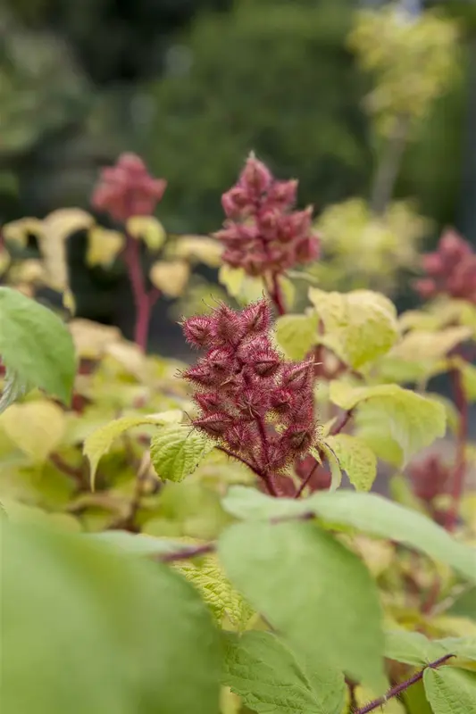 Rubus phoenicolasius 100-125 C4 - afbeelding 2